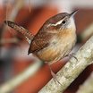 Carolina Wren